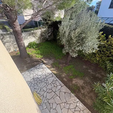 Bougainvillers Saint-Cyprien (Pyrenees-Orientales)